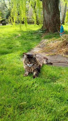brown tabby female maine coon in grass.