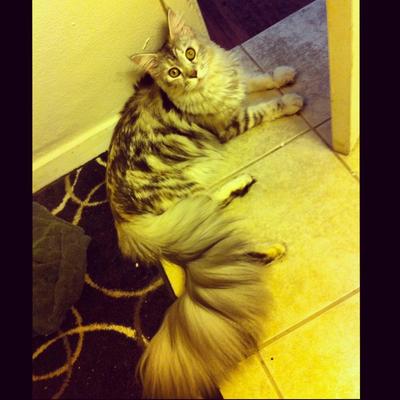 Athena