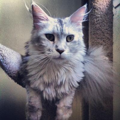 Athena