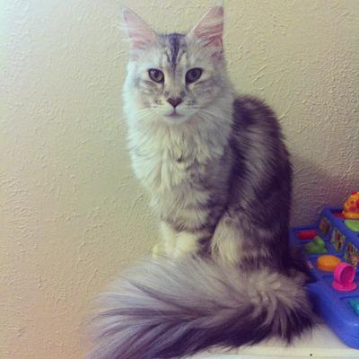 Athena