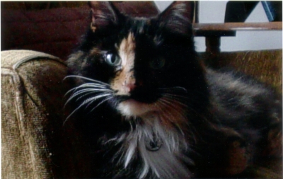 longhaired calico kitty with lots of black