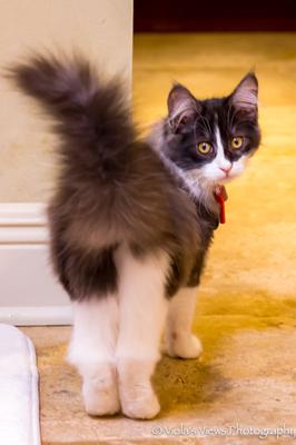 Maine Coon Cat Grooming Tips