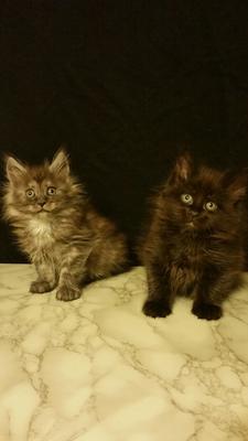 two small cute fluffy maine coon kittens.