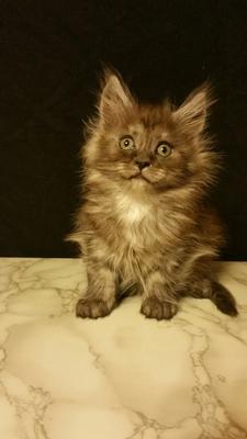 cute smoke colored kitten.