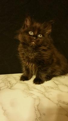 young cute black maine coon kitten.