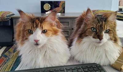 Baby Girl And Her Brother Beauski two beautiful maine coons side by side.