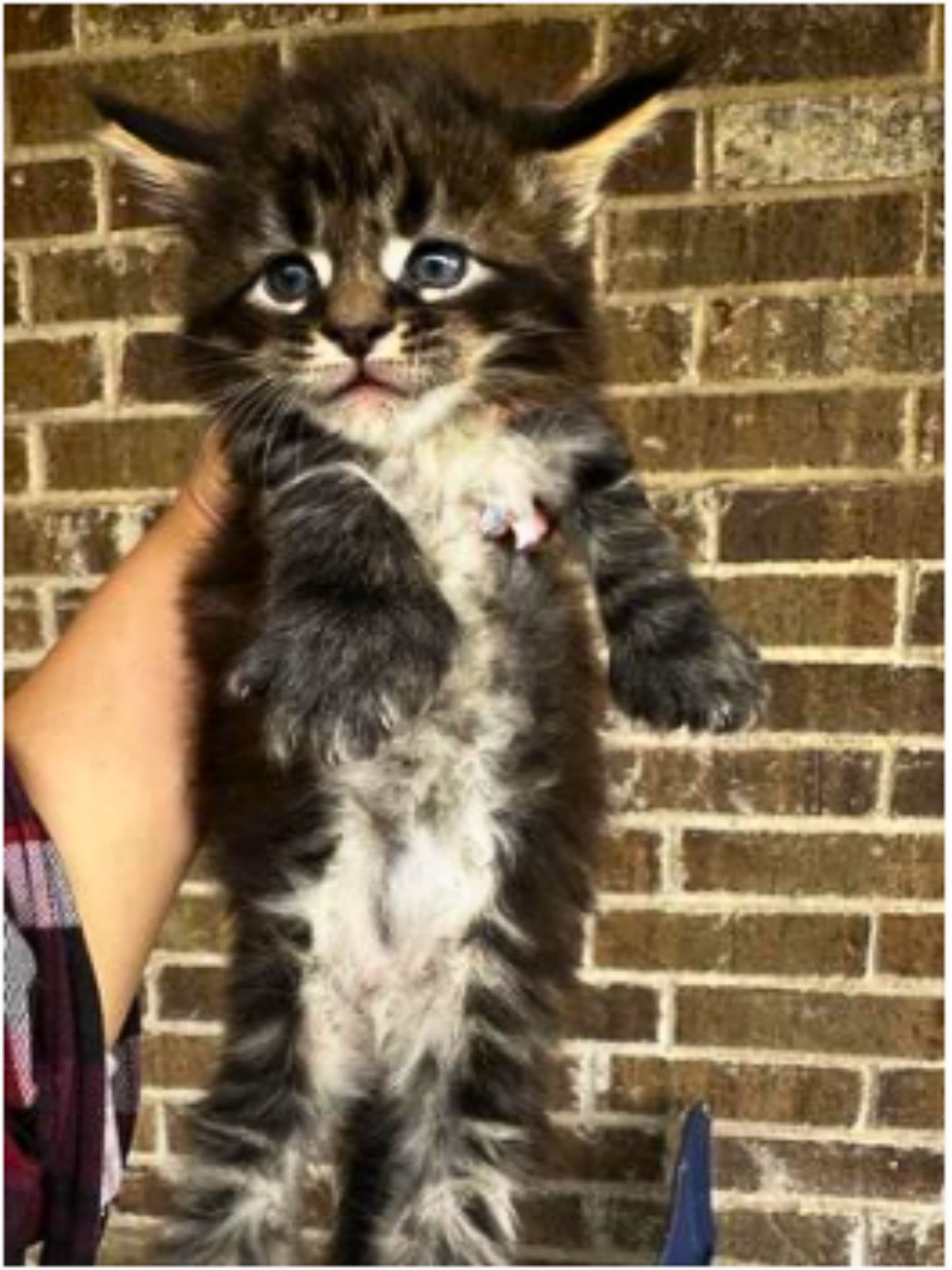 Neo tiny maine coon kitten hanging from someones hand holding him up.