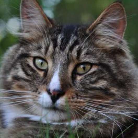 Baby handsome tabby maine coon cat face