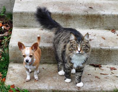 Baby the Maine Coon and His Dog Friend tabby maine coon cat and his dog friend