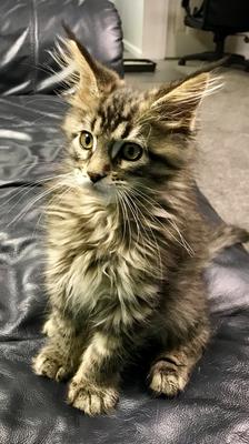 Zeke cute purebred tiger maine coon kitten