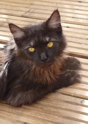 Bagheera