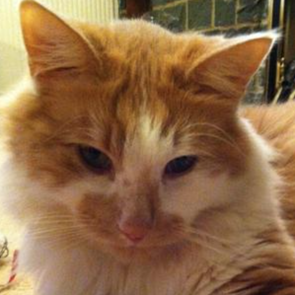 Bailey fluffy ginger and white kitty