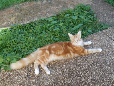 banjo the ginger cat