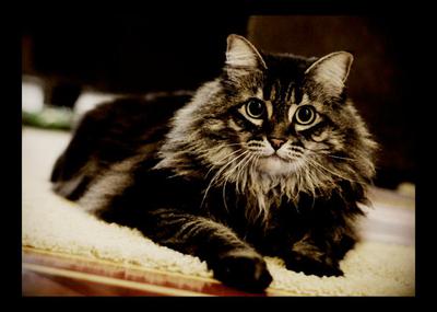 Bantha