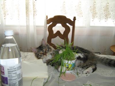 Kitty