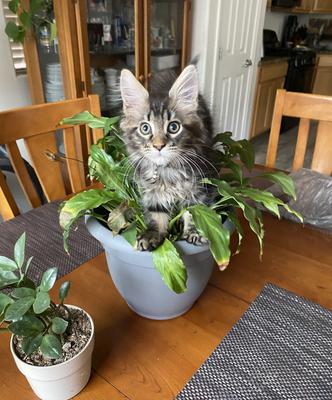brown tabby maine coon sitting in a peace lily plant.