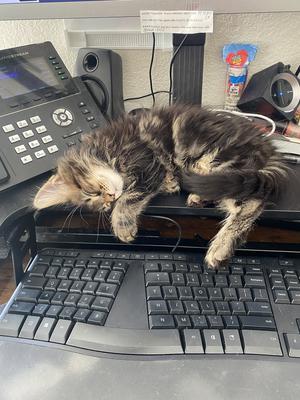 small coon kitten curled up on a keyboard.