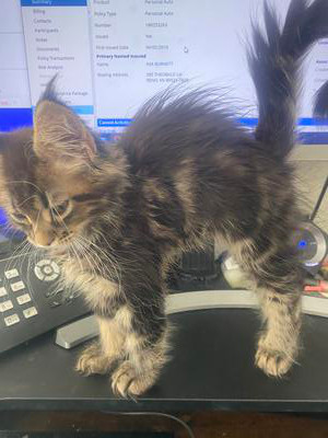 fluffy maine coon kitten standing in front of a computer.