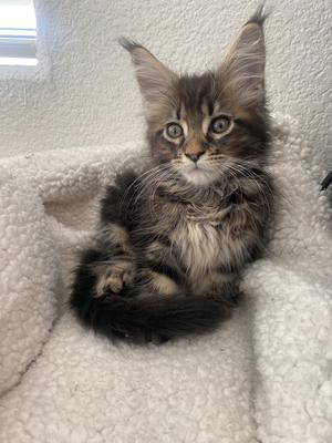 small brown maine coon cat with big ear tufts.