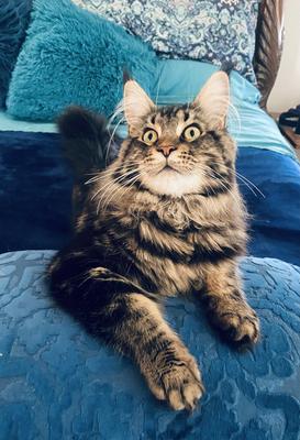 Barron the Maine Coon purebred brown maine coon cat looking upward with blue background