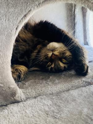 purebred brown maine coon peeking out from cat tree hideout cubby.
