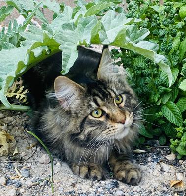 purebred brown tabby maine coon peeking out from shrubbery outdoors.