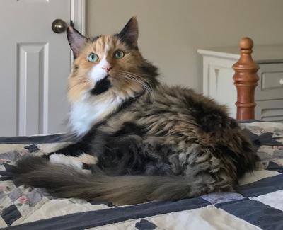 pretty longhaired calico cat