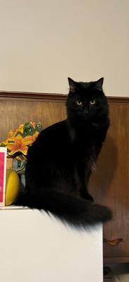 Batman black cat on top of refrigerator.