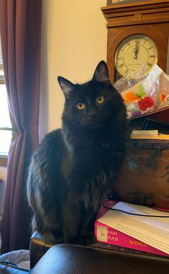 Batman fluffy black cat sitting on a table.