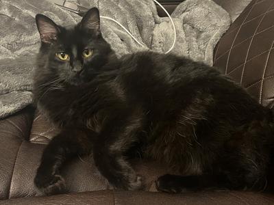 Batman silky black cat laying on a couch.
