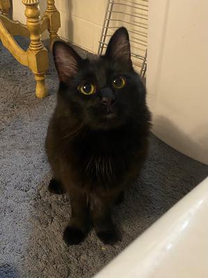 Batman black cat sitting pretty.