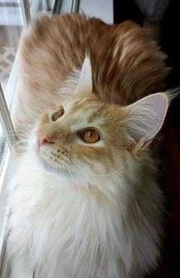ginger maine coon with auburn eyes.