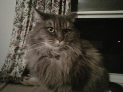 Bear Kitty