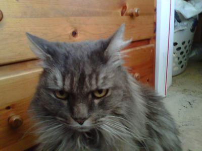 Bear Kitty