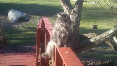 Bear Kitty