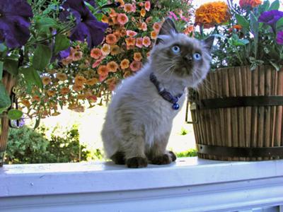 beau