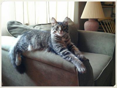 Lucy young tiger kitty