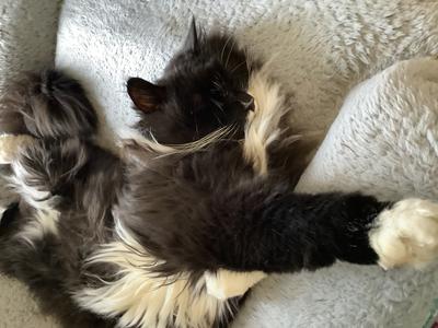 Bertie fluffy black and white kitty lounging