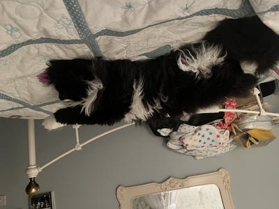 fluffy black and white kitty lounging.