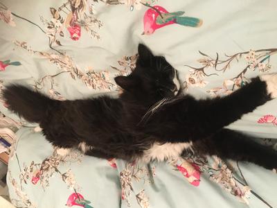 fluffy black and white kitty sprawled out on a flowered bed.