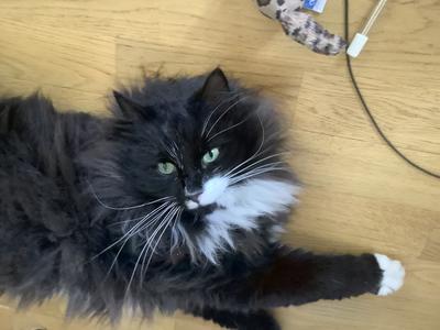 fluffy black and white kitty laying on a wooden floor.