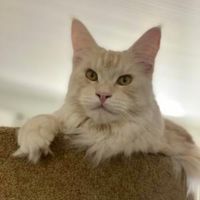 Bodhi beautiful cameo coon cat