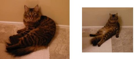 beauty the brown tabby maine coon