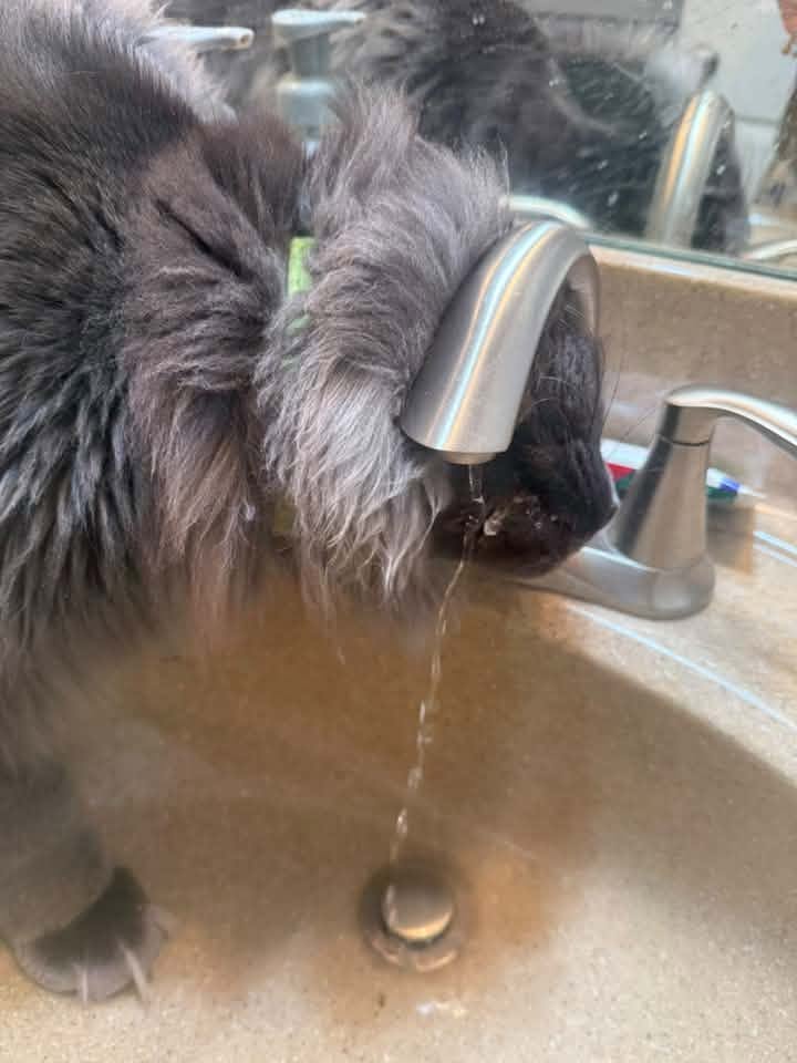 Black Maine Coon drinking water directly from a bathroom faucet.