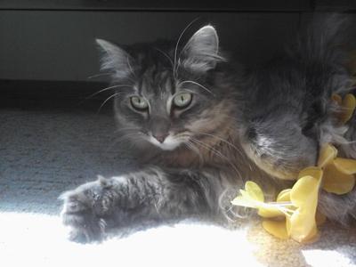 Bella! bella the silver female maine coon