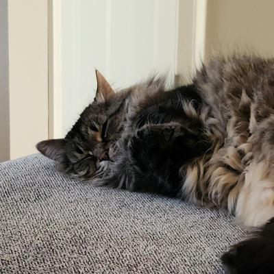 Bella cute sleepy tabby dmh kitty.