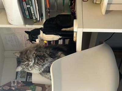 Bella fluffy cat on a desk next to a lego cat.