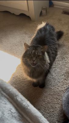Bella brown tabby cat mid-meow with mouth open.