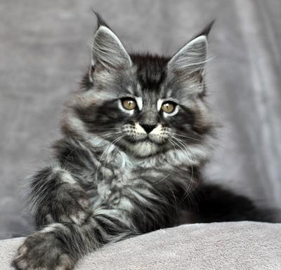 Maine Coon Cat Adoption Maine Coon Cat Adoption