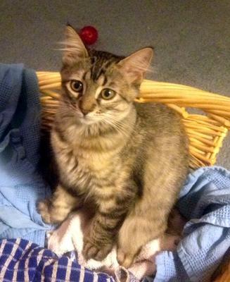 Bella